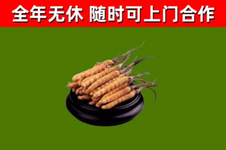 台南回收散虫草