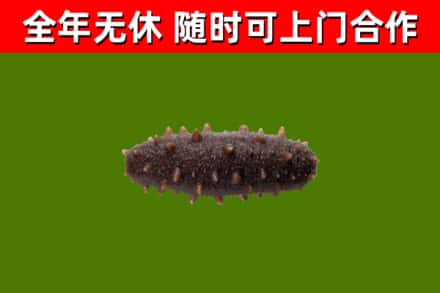 台南回收海参干